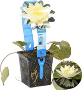 Waterlelie Geel | Nymphaea 'Marliacea Chormat' - Vijverplant in kwekerspot ⌀11 cm - ↕15 cm