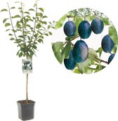 Prunus domestica Stanley | roodblauwe pruim | Ø 24 cm