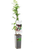 Rode kruisbes - Ribes uva-crispa 'Lady Late' - rode kruisbes - bessenstruik - kleinfruit - hoogte 60 cm - potmaat Ã˜11 cm