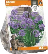 Plantenwinkel Allium Eros bloembollen per 5 stuks