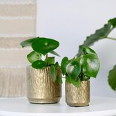 Gouden Planten pot | Shiny Mates - Ø6.5cm