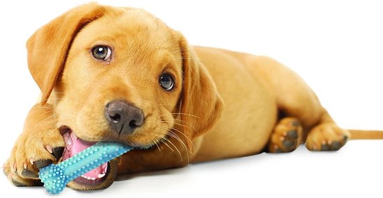 Bruine puppy kauwt op een blauwe Nylabone puppy chew