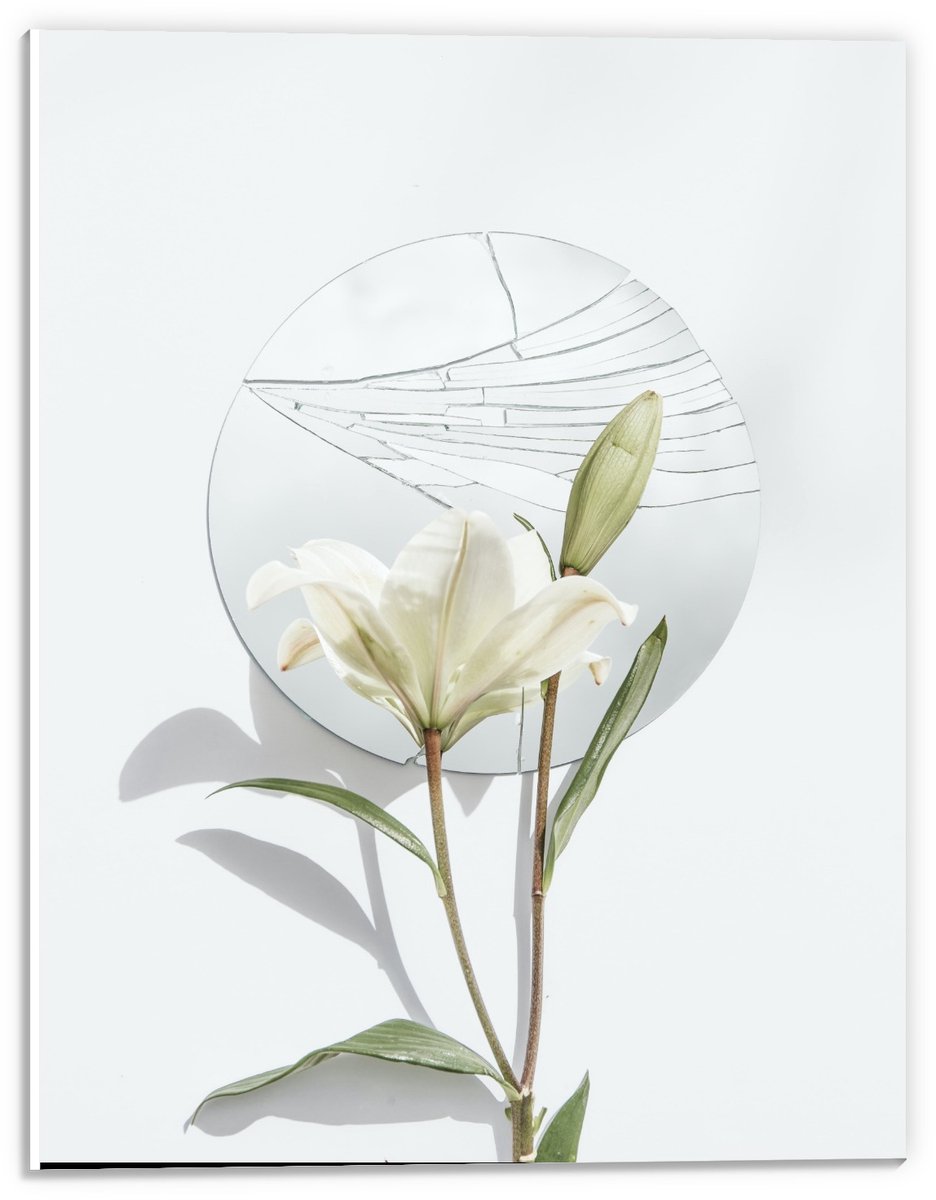 KuijsFotoprint Schilderij - Schildering Bloem Witte Achtergrond Met Rondje - Wit En Groen - 40 X 30 Cm