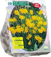 Plantenwinkel Narcissus Mini Bulbocodium bloembollen per 30 stuks