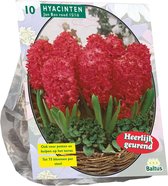 Baltus Hyacinthus Jan Bos bloembollen per 10 stuks