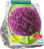 Plantenwinkel Allium Ambassador bloembol per 1 stuks