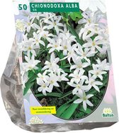 Plantenwinkel Chionodoxa Alba bloembollen per 50 stuks