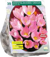 Plantenwinkel Crocus Zonatus bloembollen per 30 stuks
