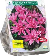 Plantenwinkel Colchicum Waterlily bloembollen per 2 stuks