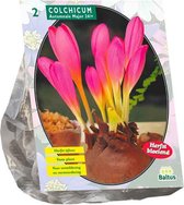 Plantenwinkel Colchicum aut. Major bloembollen per 2 stuks