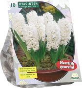 Plantenwinkel Hyacinth Carnegie bloembollen per 10 stuks