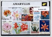 Amarillissen – Luxe postzegel pakket (A6 formaat) : collectie van verschillende postzegels van amarillissen – kan als ansichtkaart in een A6 envelop - authentiek cadeau - kado - ge