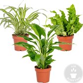 3x Badkamerplanten Mix – Spatiphyllum-Asplenium-Chlorophytum – Luchtzuiverend – ⌀12 cm -  25-45 cm