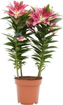 Potlelie roze 19cm - Lilium - Hoogte: ↑ 55 cm - Zon - Waterbehoefte: gemiddeld - diameter pot: 19 cm Lilium