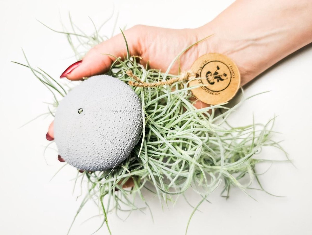 Airplant - Luchtplant -Tillandsia Usneoides - Zeeëgel Grijs - Jellyfish - Kwal - Kwalletje - Hangend - Cadeau