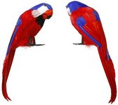 Papegaai Piraat Multicolour