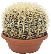 Echinocactus – ↨ 30cm – ⌀ 26cm