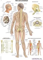 Anatomie poster zenuwstelsel (Nederlands/Latijn, papier, 50x70 cm) + ophangsysteem