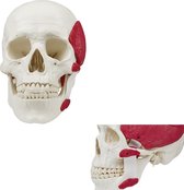 Het menselijk lichaam - anatomie model schedel met kauwspieren (3-delig)