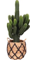 Euphorbia in Soembawa mand (zwart accent) – ↨ 70cm – ⌀ 30cm