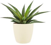 Mangave ‘Pineapple Express’ ® in ELHO Brussels Round (soap) – ↨ 15cm – ⌀ 18cm