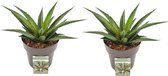 Duo Mangave ‘Pineapple Express’ – ↨ 15cm – ⌀ 15cm