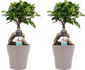 Decorum Duo Ficus Ginseng Bonsai geënt met sierpot Anna taupe – ↨ 30cm – ⌀ 12cm