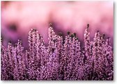 Lavendel in een lavendelveld - 70x50 Canvas Liggend - Natuur - Bloemen