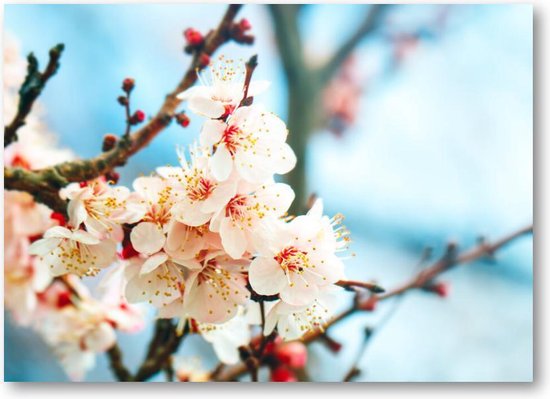 Abrikozenboom met prachtig gekleurde bloemen - 70x50 Canvas Liggend - Natuur - Bloemen