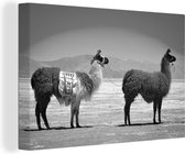 Canvas Schilderij Lama's klaar om op reis te gaan - zwart wit - 120x80 cm - Wanddecoratie