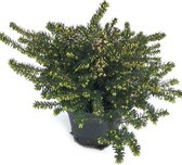 Erica darleyensis  - heideplant - roze winterheide - winterhard - potmaat 12cm - 3 planten