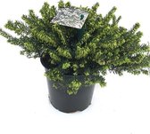 Erica darleyensis -  heideplant - witte winterheide - winterhard - potmaat 12cm - 3 planten
