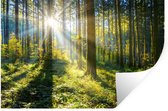Stickers Stickers muraux - Forêt - Soleil - Eté - 120x80 cm - Feuille adhésive