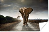 Poster Olifant - Natuur - Weg - 60x40 cm