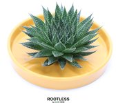 ROOTLESS Aloe groen – vetplant - okergeel pot 20 cm - ZERO water