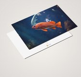 Cadeautip! Luxe ansichtkaarten set Vissen 10x15 cm | 24 stuks | Wenskaarten Vissen
