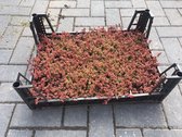 Sedum Album Coral Carpet (tray) - Sedumpluggen voor groen dak