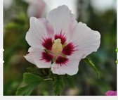 Hibiscus Syriacus 'Red Heart' - Altheastruik 40-60 cm pot
