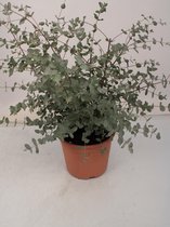 Kamerplant van Botanicly – Eucalyptus – Hoogte: 70 cm