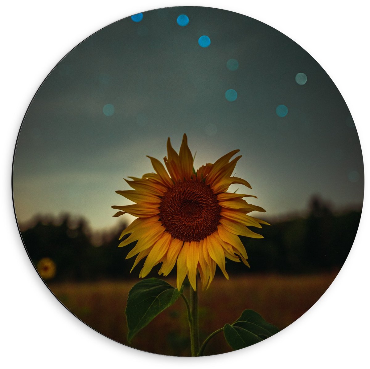 KuijsFotoprint Dibond Wandcirkel - Zonnebloem in de Nacht - 60x60cm Foto op Aluminium Wandcirkel (met ophangsysteem) Blauw