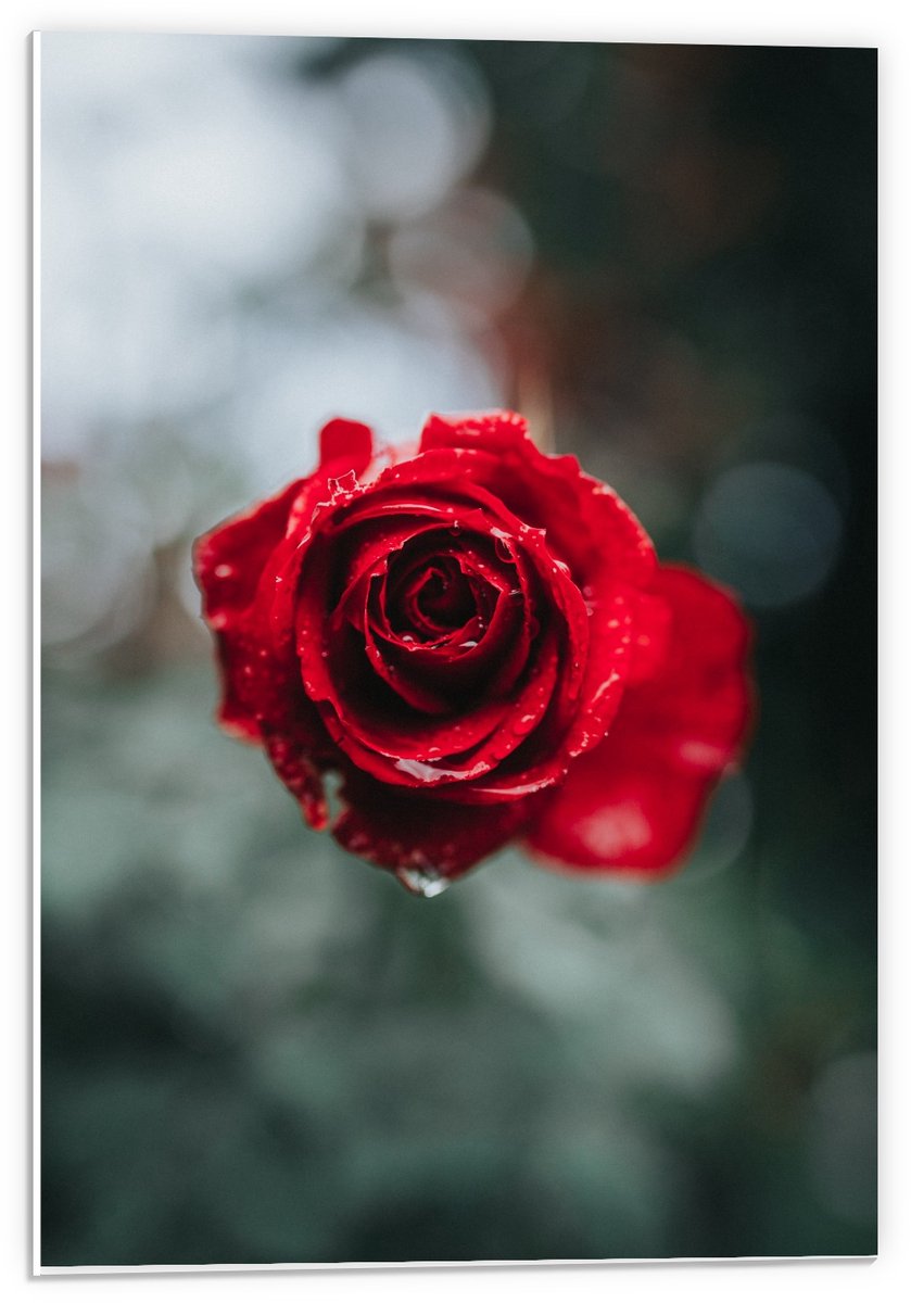 Forex - Roos met Druppels - 40x60cm Foto op Forex
