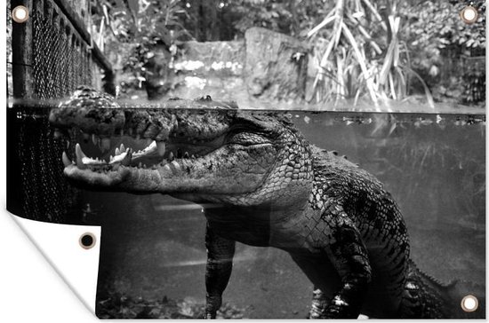 Affiche de jardin Crocodile sous l eau noir et blanc 120x80 cm