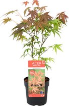 Acer palmatum 'Atropurpureum' - Japanse Esdoorn - Heester - Winterhard - ⌀13 cm - 25-35 cm