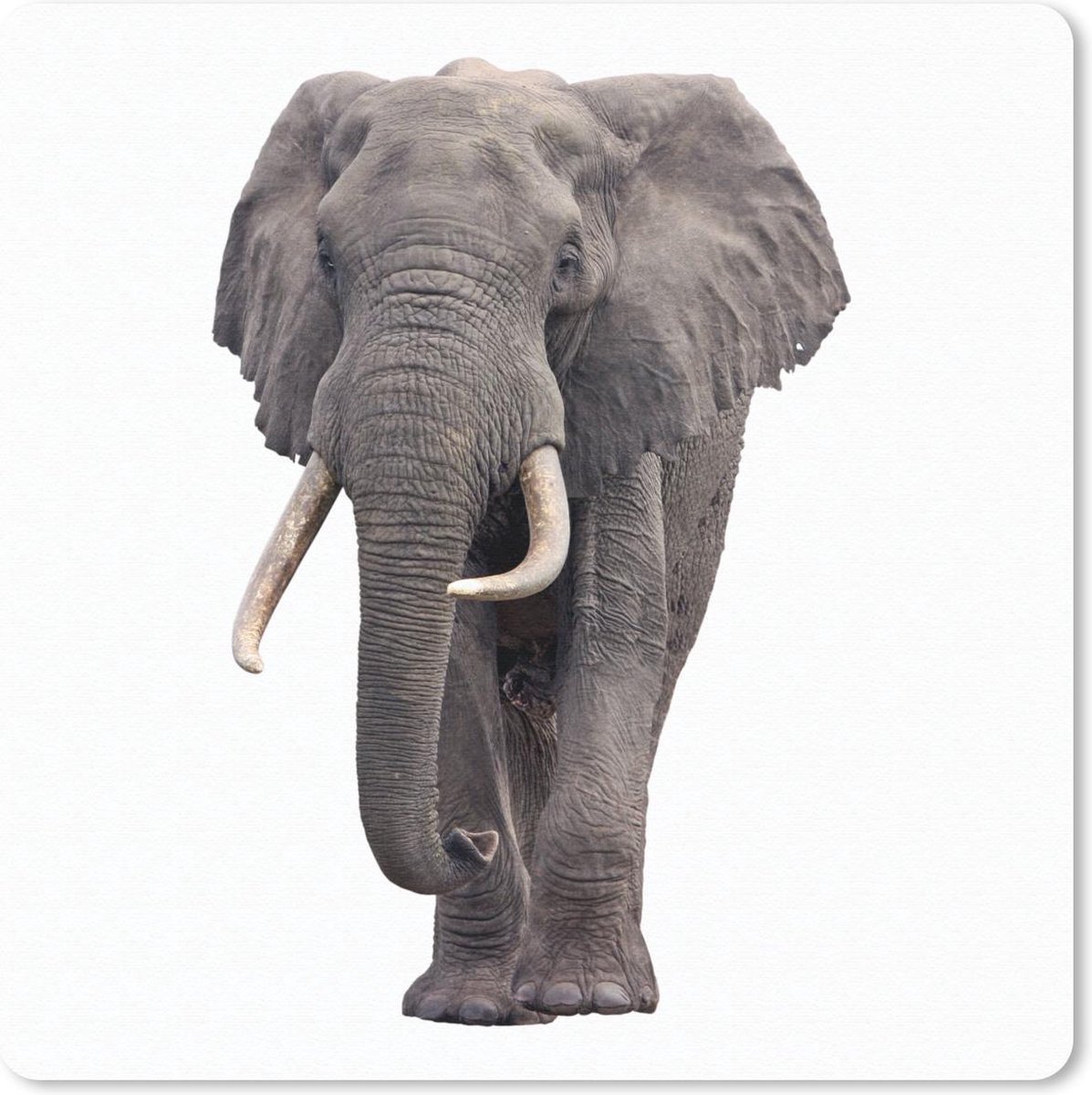 Muismat 30x30 cm - Mousepad Olifant - Afrika - Wit - Muismatten