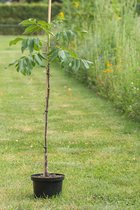 AMITIS - Bomen - Planten - Jonge Walnotenboom - Juglans regia 'Broadview' - 40-60cm