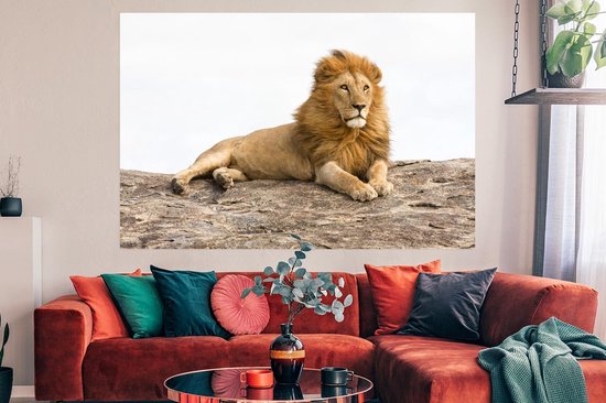 Liggende leeuw Poster 180x120 cm - Foto print op Poster (wanddecoratie) / Dieren... |