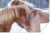 Poster Paarden - Veulen - Sneeuw - 30x20 cm