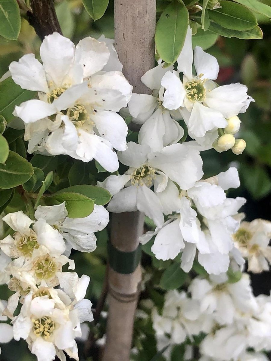 Parelstruik - Exochorda struik - Tuin Decoratie - Romantische Witte Bloemen - 80-100 cm - Wit