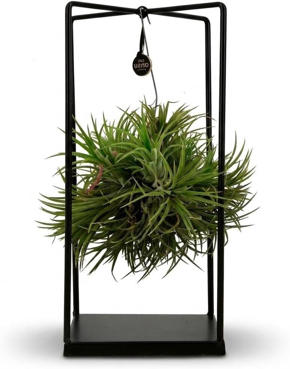 Luchtplant Decoratie - Air Plant Tillandsia - Woonkamer Aankleden - Grondvrije Plant - Diameter 14 cm - Meerkleurig