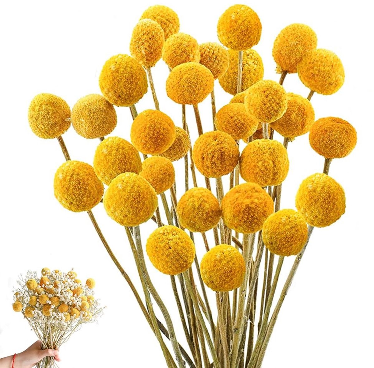 Dailygoods - 36 Stuks gedroogde bloemen (Billy ballen) - Craspedia Globes Decor voor bruiloften en thuis